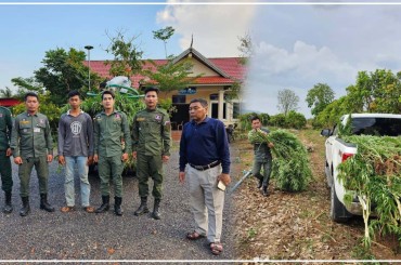 នគរបាលស្រុករតនមណ្ឌលបង្រ្កាបករណីដាំដុះដោយខុសច្បាប់ដេីមកញ្ឆាស្រស់ចំនួន១.២០០ដេីមនៅស្រុករតនមណ្ឌល ខេត្តបាត់ដំបង