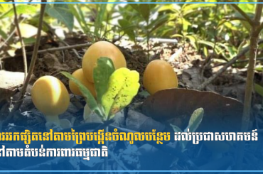 ការររកផ្សិតនៅតាមព្រៃបង្កើនចំណូលបន្ថែម ដល់ប្រជាសហគមន៍នៅតាមតំបន់ការពារធម្មជាតិ