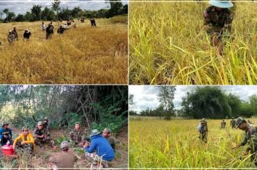 កងកម្លាំង កងការពារព្រំដែនគោកលេខ ៤០៣ យោធភូមិភាគទី ៤ ចុះជួយច្រូតស្រូវជូនប្រជាពលរដ្ឋ ក្នុងមូលដ្ឋាន