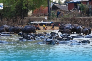 ការចិញ្ចឹមក្របីបានជួយលើកស្ទួយជីវភាពសហគមន៍